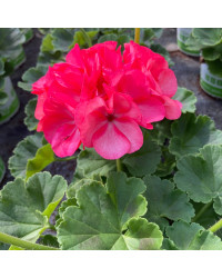 Geranium Zonal Big Ezee Neon