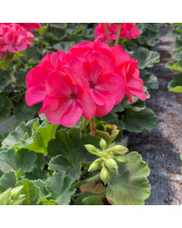 Geranium Zonal Big Ezee Neon