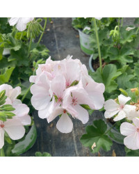 Geranium Lierre Blanche Roche