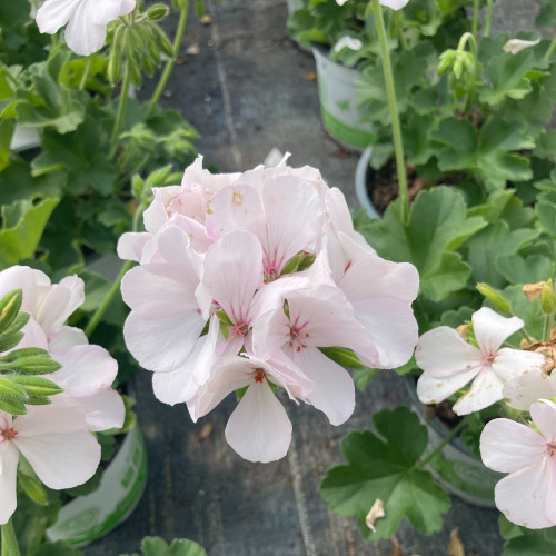 Geranium Lierre Blanche Roche