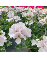 Geranium Lierre Blanche Roche