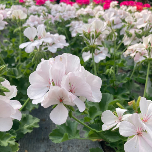 Geranium Lierre Blanche Roche