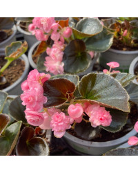 Begonia Doublet Pink Bronze Leaf