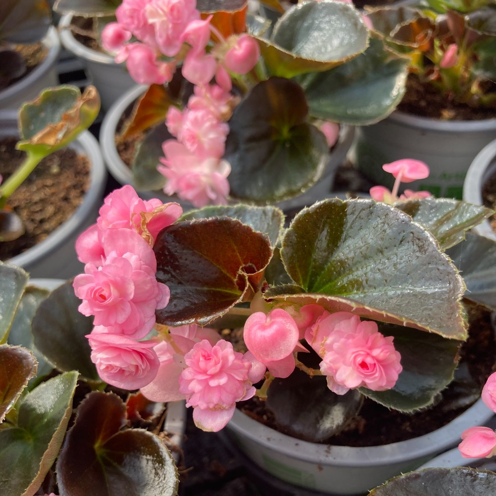 Begonia Doublet Pink Bronze Leaf