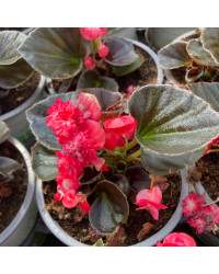 Begonia Doublet Red Bronze Leaf
