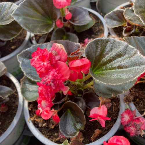 Begonia Doublet Red Bronze Leaf