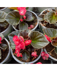 Begonia Doublet Red Bronze Leaf
