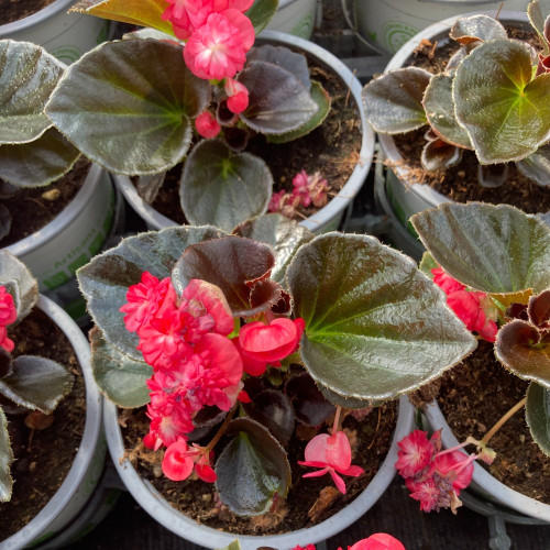 Begonia Doublet Red Bronze Leaf