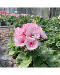 Geranium Zonal Appleblossom