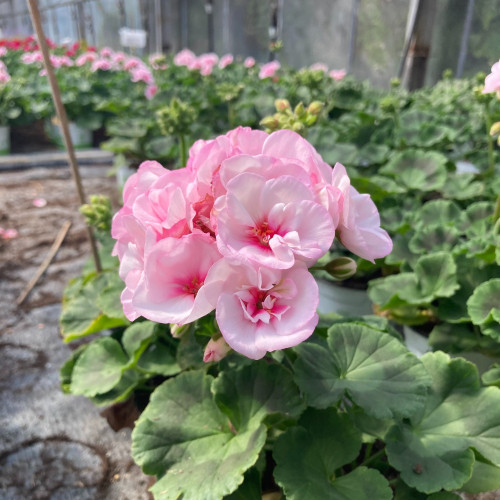 Geranium Zonal Appleblossom