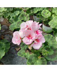 Geranium Zonal Appleblossom