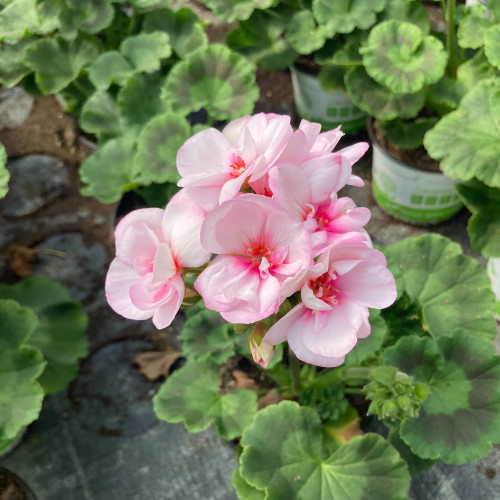 Geranium Zonal Appleblossom