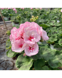 Geranium Zonal Appleblossom