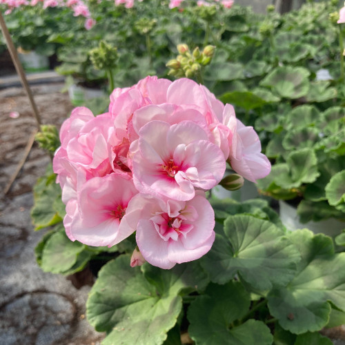 Geranium Zonal Appleblossom