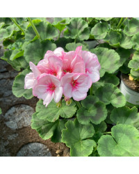 Geranium Zonal Appleblossom
