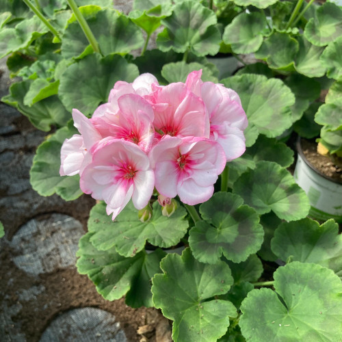 Geranium Zonal Appleblossom