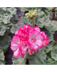 Geranium Zonal Bunny Strawberry