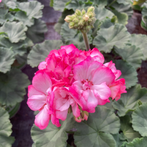 Geranium Zonal Bunny Strawberry