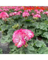 Geranium Zonal Bunny Strawberry