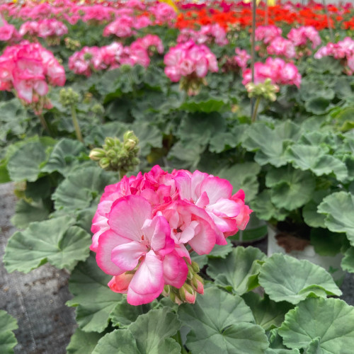 Geranium Zonal Bunny Strawberry