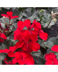 Geranium Zonal Calioppe Landscape
