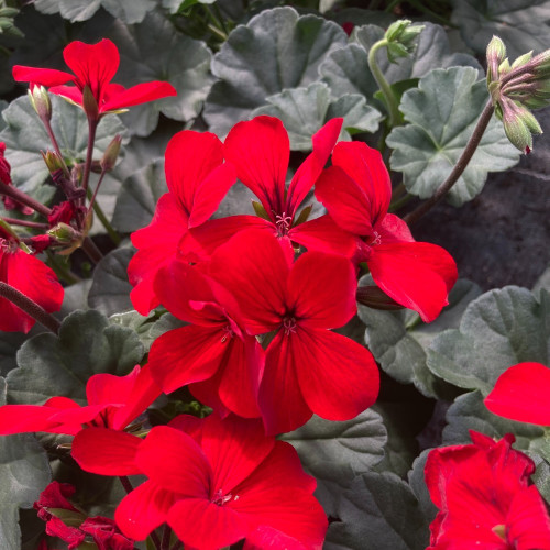 Geranium Zonal Calioppe Landscape