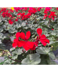 Geranium Zonal Calioppe Landscape