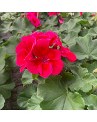 Geranium Zonal Calioppe Red Splash