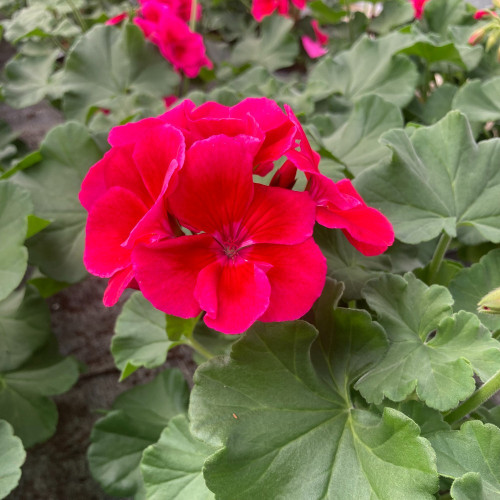 Geranium Zonal Calioppe Red Splash