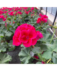 Geranium Zonal Calioppe Red Splash