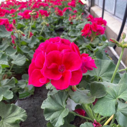 Geranium Zonal Calioppe Red Splash