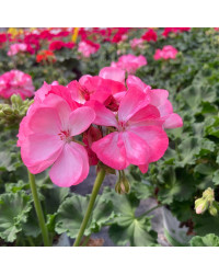 Geranium Zonal Classic Aquarello