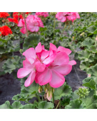Geranium Zonal Classic Aquarello