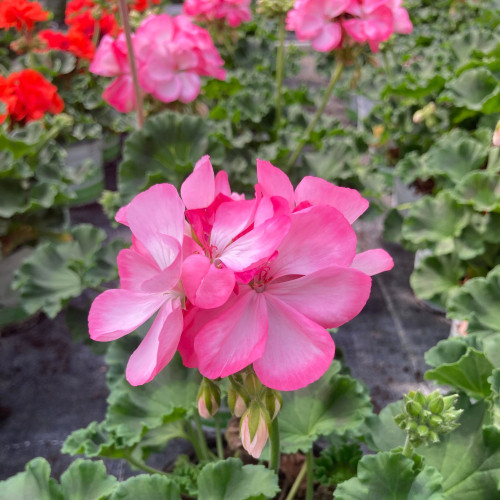 Geranium Zonal Classic Aquarello