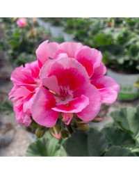 Geranium Zonal Dolce vita Linus