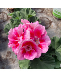 Geranium Zonal Dolce vita Linus