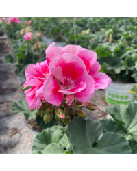 Geranium Zonal Dolce vita Linus