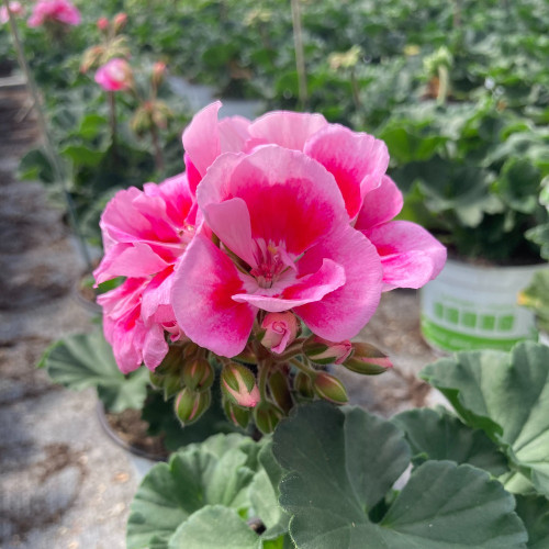 Geranium Zonal Dolce vita Linus