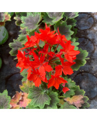 Geranium Zonal Firework Chocolate