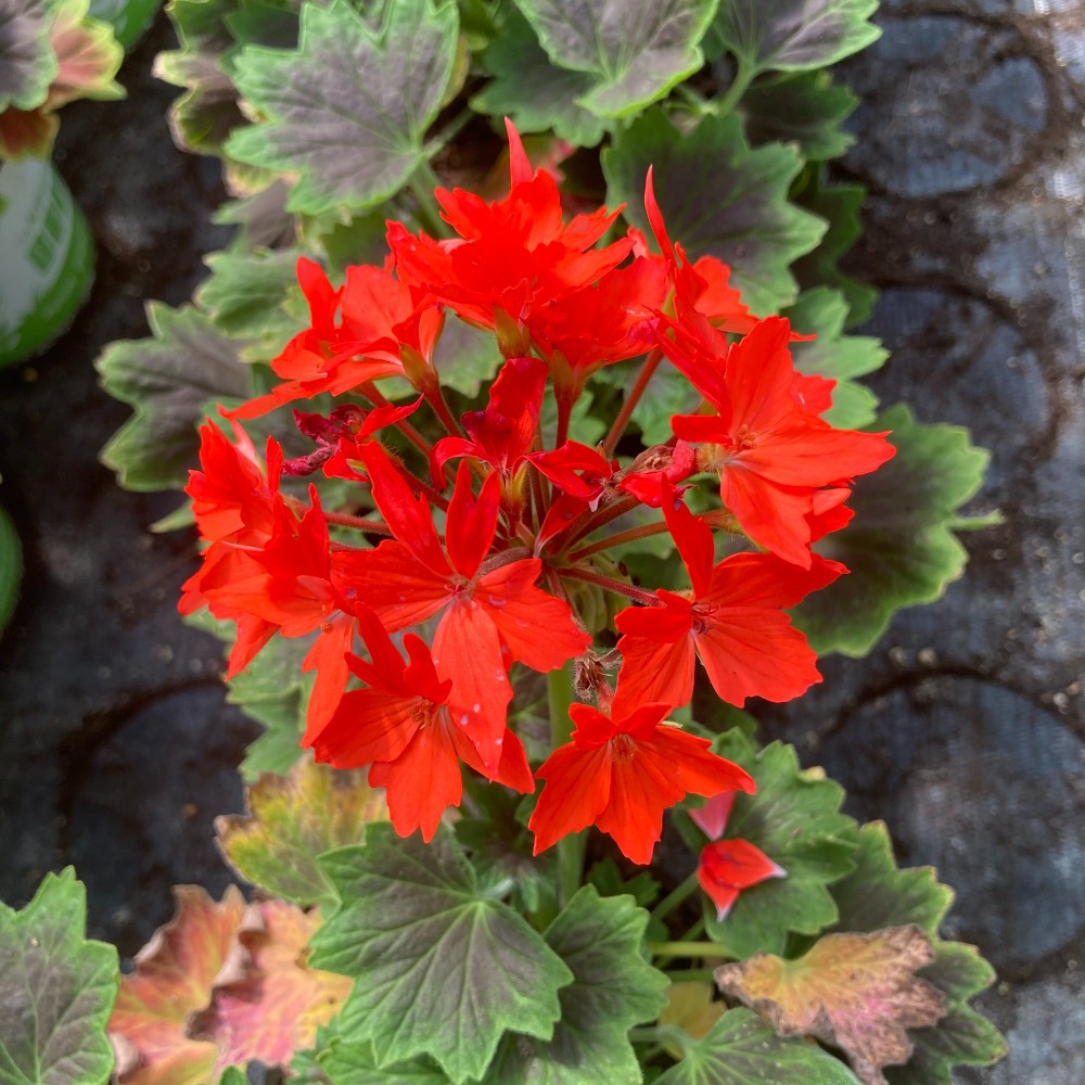 Geranium Zonal Firework Chocolate