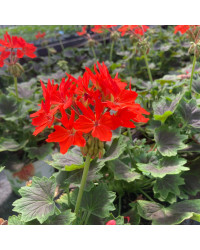 Geranium Zonal Firework Chocolate