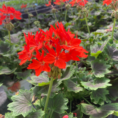 Geranium Zonal Firework Chocolate