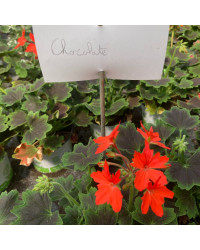 Geranium Zonal Firework Chocolate