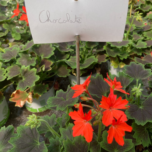 Geranium Zonal Firework Chocolate