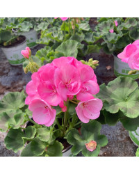 Geranium Zonal Green idols apple blossom