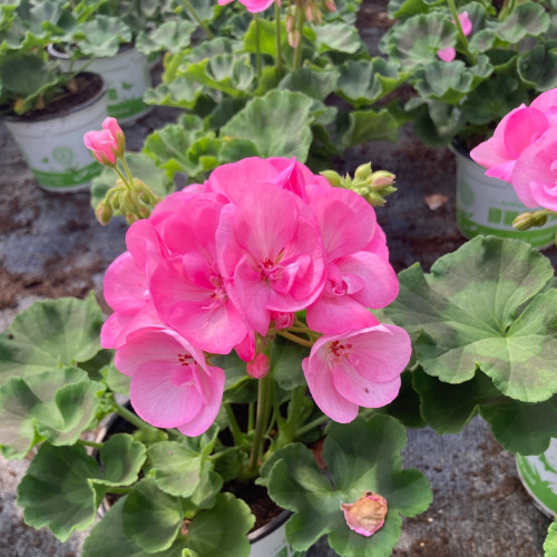 Geranium Zonal Green idols apple blossom