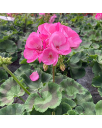 Geranium Zonal Green idols apple blossom