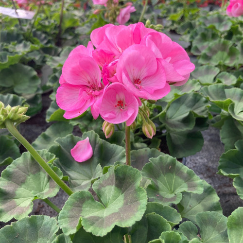 Geranium Zonal Green idols apple blossom