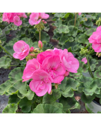 Geranium Zonal Green idols apple blossom