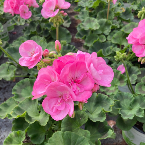 Geranium Zonal Green idols apple blossom